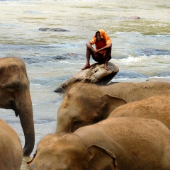 Pinawella Elephant Orphanage, Sri Lanka