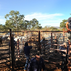 Stockyard, Kimberley, Australia