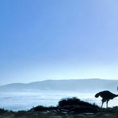 Ostrich, Cape Peninsula, South Africa