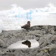 Skua bird, Antarctica