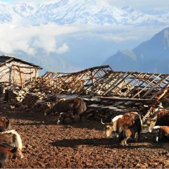 Yaks, Chopra Ridge, Nepal