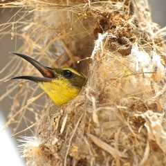 Nesting bird, Lizard Island, Australia