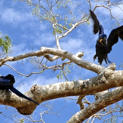 Hyacinth Macaw, Pantanal, Brazil