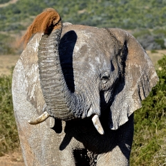 Elephant, South Africa