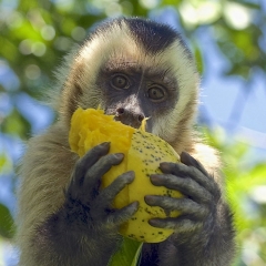 Capuchin Monkey, Pantanal, Brazil