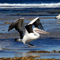 Pelican, South Australia