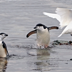 Chinstrap Penguins, Antarctica