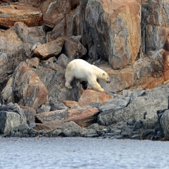 Polar Bear, Torngat Mountains, Labrador