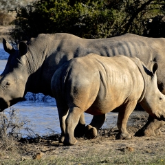 Rhinoceros, South Africa