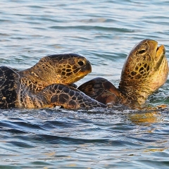 Mating Turtles, Wilson Island, Australia