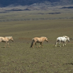 Wild Horse, Gobi, Mongolia