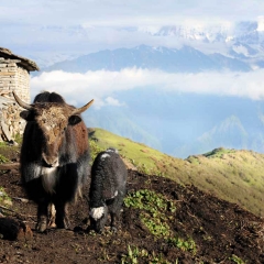 Yaks, Khopra Ridge 4,000m, Nepal