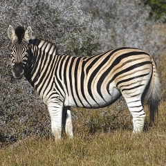 Plains Zebra, South Africa